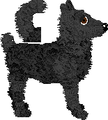 Croatian Sheepdog - Supernova