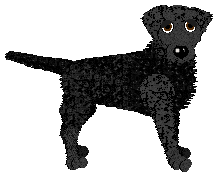 Curly Coated Retriever - AR/Cierra