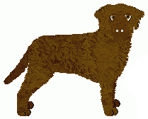 Curly Coated Retriever - Bramblewood