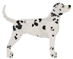 Dalmatian - Supernova