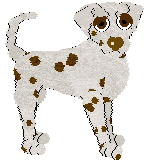 Dalmatian - Unknown