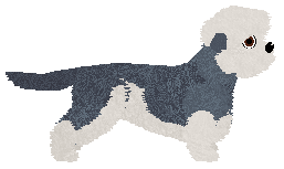 Dandie Dinmont Terrier - Supernova