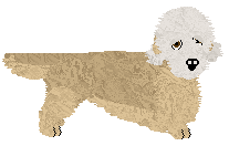 Dandie Dinmont Terrier - VPZ