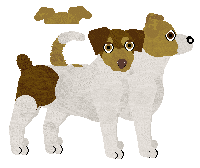 Danish Swedish Farmdog - Supernova