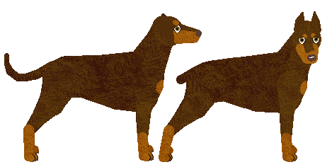 Dobermann - Supernova