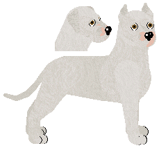 Dogo Argentino - Supermuffin V2