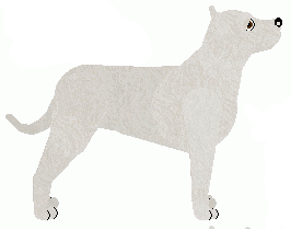 Dogo Argentino - Bramblewood (Updated)