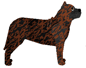 Dogo Canario - Supernova