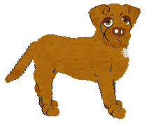 Dogue de Bordeaux - Bekki