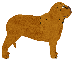 Dogue de Bordeaux - Supernova