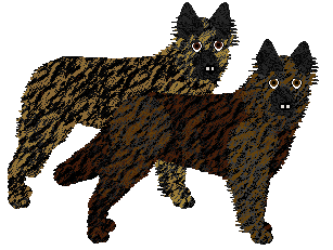 Dutch Shepherd Dog - Supernova