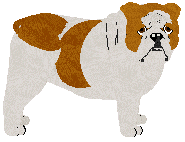 English Bulldog - Abnormality