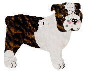 English Bulldog - Supernova V2