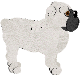 English Bulldog - Supernova V1