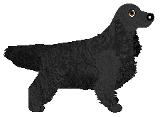 English Cocker Spaniel - Autumn Down Kennels