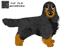 English Cocker Spaniel - Finishing Touch