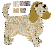 English Cocker Spaniel - Iola