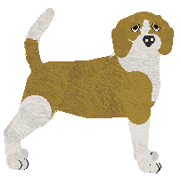 English Foxhound - Cierra