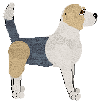 English Foxhound - Abnormality