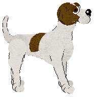 English Pointer - Abnormality