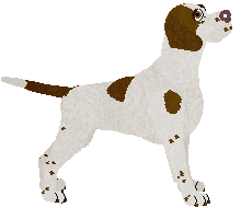 English Pointer - Bekki