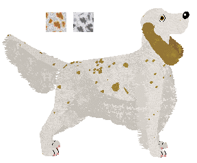 English Setter - Java