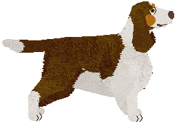 English Springer Spaniel - Supernova V2