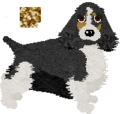 English Springer Spaniel - Cheetah Kennels