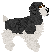 English Springer Spaniel - AR/Cierra