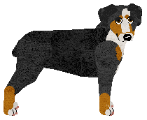 Entlebucher Mountain Dog - Supernova