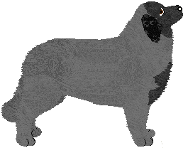 Estrela Mountain Dog - Abnormality