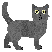 European Burmese - Toto @ Brytyjski