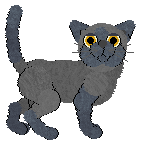 European Burmese - Celia @ Filthy Hippie