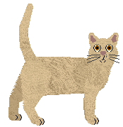 European Burmese - Supernova