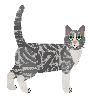 European Shorthair - Supernova V3