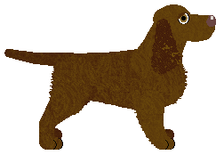 Field Spaniel - Fango
