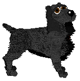 Field Spaniel - Faerie Barn Dance