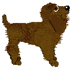 Field Spaniel - Nikki's Kennel & Cattery