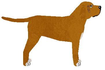 Fila Brasileiro - Kamcia