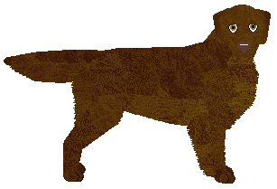 Flat Coated Retriever - Supernova