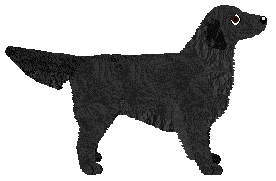 Flat Coated Retriever - Butterfly Fieldz