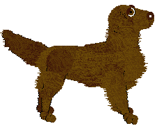 Flat Coated Retriever - Bekki