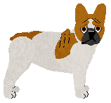 French Bulldog - Supernova