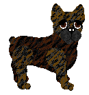 French Bulldog - Unknown