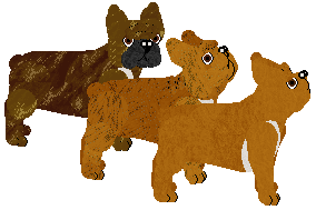 French Bulldog - Paranoia