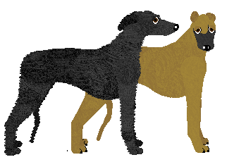 Galgo Español - Java