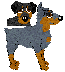 German Pinscher - Unknown