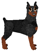 German Pinscher - Unknown
