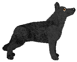 German Shepherd Dog - Supernova V2