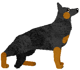 German Shepherd Dog - Java